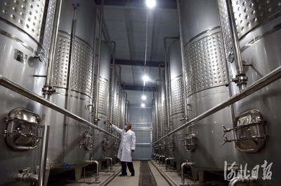 河北靈壽:小葡萄串起大產業